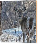 Are You Looking At Me Wood Print