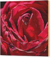 Arizona Rose I Wood Print