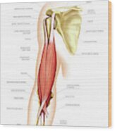 Arm Muscles by Asklepios Medical Atlas