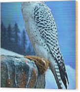 Artic Falcon Wood Print