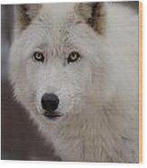 Artic Wolf Wood Print