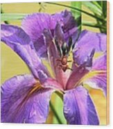 Artistic Purple Iris And Wasp Wood Print