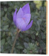 Purple Flower Wood Print