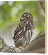 Asian Barred Owlet Wood Print