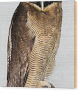 Asian Brown Wood Owl Wood Print
