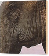 Asian Elephant In Thailand Wood Print