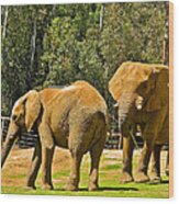 Asian Elephants Playing In San Diego Zoo Safari Park In Escondido-california Wood Print