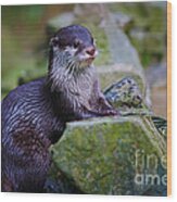 Asian Small Clawed Otter Wood Print