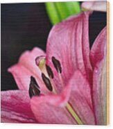 Asiatic Lily Wood Print