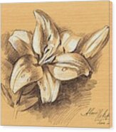 Asiatic Lily Flower With Bud Sketch Wood Print