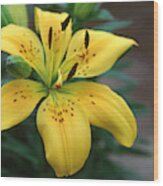 Asiatic Lily Petite Brigitte Wood Print