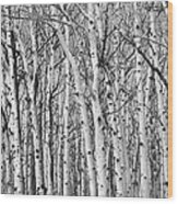 Aspen Forest Tree Trunk Bark Wood Print