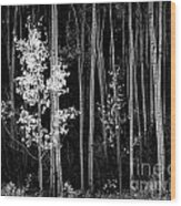 Aspens Northern New Mexico 1958 Wood Print