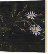 Asters In Woodland Light Wood Print