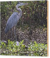 Atchafalaya Swamp Blue Heron Wood Print