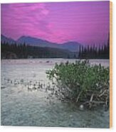 Athabasca River Bush At Sunset Wood Print