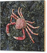 Auckland Island Spider Crab Auckland Wood Print