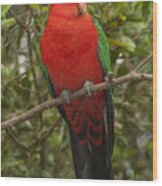 Australian King Parrot Male Dandenong Wood Print