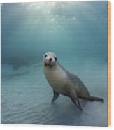 Australian Sea Lion In The Morning Sun Wood Print