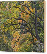 Autumn 05 Wood Print