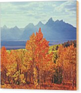 Autumn Aspen Trees In Grand Teton Wood Print