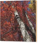 Autumn Wood Print