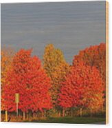 Autumn Colors Wood Print