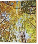 Autumn Fall Trees Wood Print