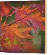 Autumn Foliage Japanese Maple Wood Print