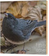 Autumn Junco Wood Print