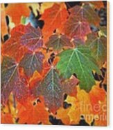 Autumn Leaf Progression Wood Print