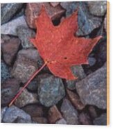 Autumn Maple Leaf On Stones Wood Print