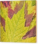 Autumn Maple Leaves Wood Print