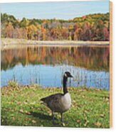 Autumn Pond Goose Wood Print