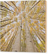 Autumn Quaking Aspen Rocky Mts Colorado Wood Print