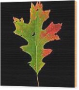 Autumn Red Oak Leaf 1 Wood Print