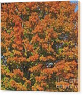 Autumn Splendor Wood Print