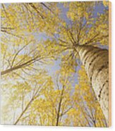 Autumn Tree In The Forest Of Vermont - Wood Print
