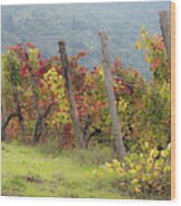 Autumn Vineyard Wood Print