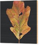 Autumn White Oak Leaf Wood Print