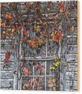 Autumn's Window Curtains Wood Print