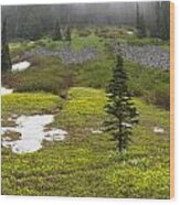 Avalanche Lilies At Paradise Valley Wood Print