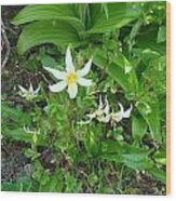 Avalanche Lily Wood Print