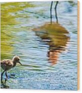Avocet Chick In Mother's Reflection Wood Print