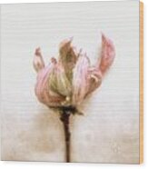 Azalea Bud Wood Print