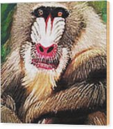 Baboon Stare Wood Print