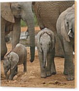 Baby African Elephants Wood Print