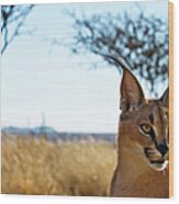 Baby Caracal African Lynx In Wildlife Wood Print