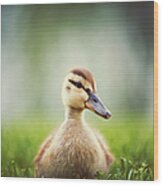 Baby Duckling Wood Print