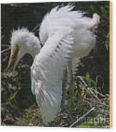 Baby Egret Wood Print